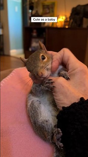 Rescuing an Orphaned Baby Squirrel 🐿️❤️ | Safe Rescue & Gentle Care