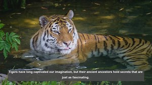 10 Key Tiger Fossils: Tracing Big Cat Evolution