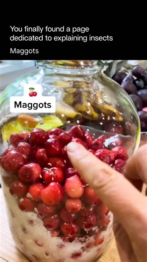 Explaining Insects 🦋 on Instagram: "Maggots are the larval stage of flies. They hatch from fly eggs and spend their time feeding and growing before transforming into adult flies. They feed on decaying organic matter such as rotting food, animal remains, or waste, which makes them important decomposers in nature. By breaking down dead material, they help recycle nutrients back into the ecosystem. Maggots have soft, legless bodies, no eyes, and move by contracting their muscles. Despite their app