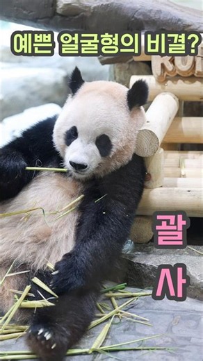 예쁜 얼굴형의 비결이오? 알려줄께오! 팔로우 팔로우미!! 관리하는 판다 루이바오의 뷰티tip! #루이바오 #Ruibao #睿宝 #ルイバオ #giantpanda
