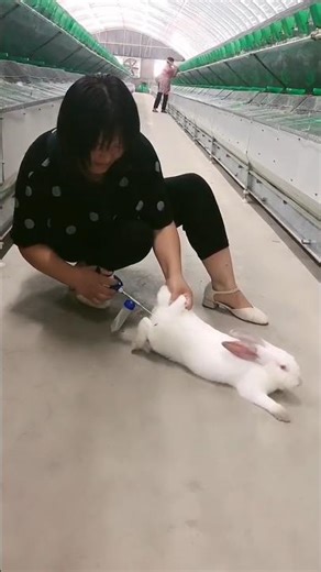 AI in Rabbits: The Artificial Insemination Process on Rabbit in Farm 👀