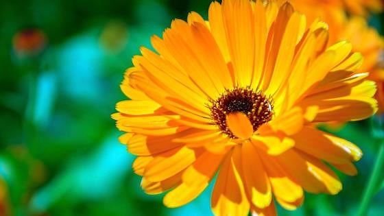 7 Ways To Grow A Huge Calendula Garden This Spring