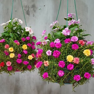 514K views · 8.9K reactions | Creating a Basic Hanging Garden for Growing Stunning Flowers | DIY Balcony Garden | Facebook