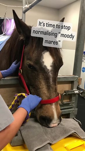 Understanding Moody Mares: A Veterinarian's Perspective