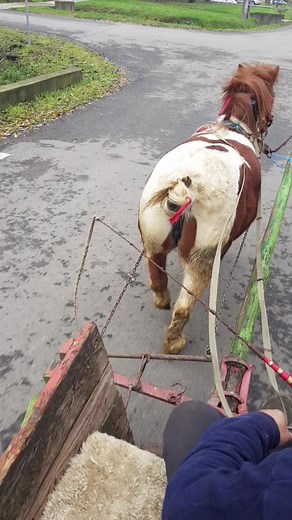 Videoclipuri postate de ceraselamugurel49 (@ceraselamugurel49) cu sunet original - Regina__tha😍🙈