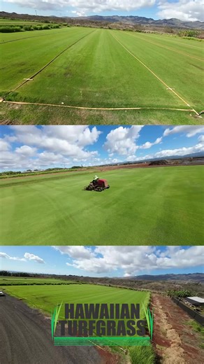 🌿 Bring your landscape to life with Hawaiian Turfgrass 🌱 Locally grown, island-ready, and made to thrive in Hawai‘i 🌴🏡 Fresh sod available for pickup, delivery, or full installation 💚 #HawaiianTurfgrass #LawnGoals #GreenHawaii #FreshSod #IslandLiving #HawaiiHomes #TurfExperts #YardUpgrade