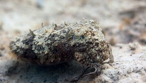 Model The Texture-Changing Structures of Cuttlefish Skin
