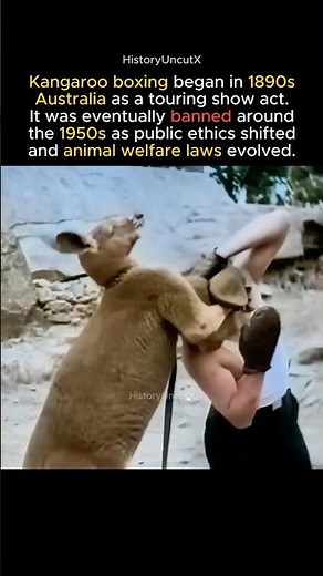 The Strange History of Kangaroo Boxing 🦘
