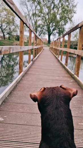 Red Rat Assassin pest control on TikTok