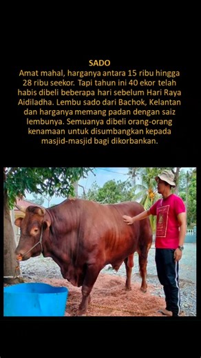 Mazlan Mohamad on Instagram: "Abang Sado..."