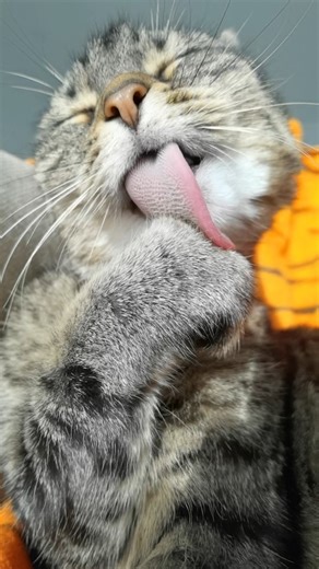 Happy Tongue out Tuesday 😻😋😻 Music by Misti Koh - Love In The Night 💟 Available on all the music platforms 🎶 #cat #reels #slowmotion #sweet #viral | Misti Koh