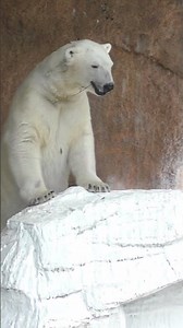 Angel-like Hou-chan's hands are so cute~ #polarbear #Tennoji Zoo #Hou-chan