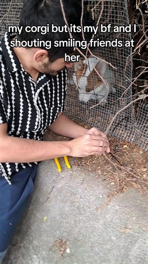 Smiling Friends Corgi Funny Moments