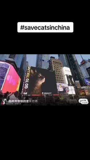 Voice for Cats: Standing Against Animal Abuse in China