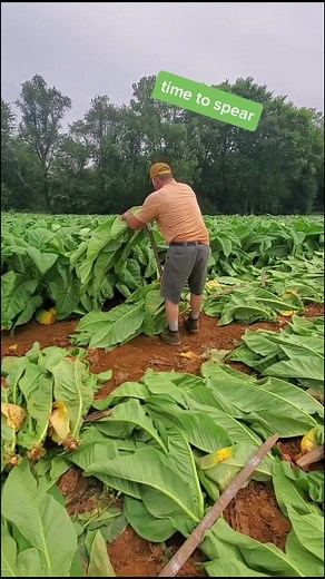 Harvesting Tobacco: Spear Time