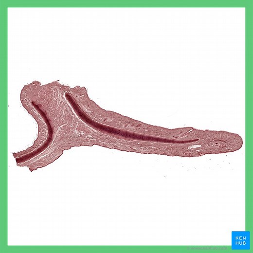 Elastic cartilage histology