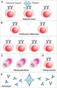 La respuesta inmunitaria específica es clonal
