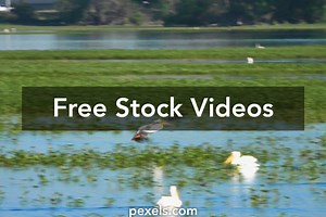 Free Sad Anime Video Clips Videos