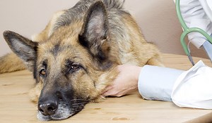 The heartbreaking reason why you should never leave your dog in its final moments - Extra.ie