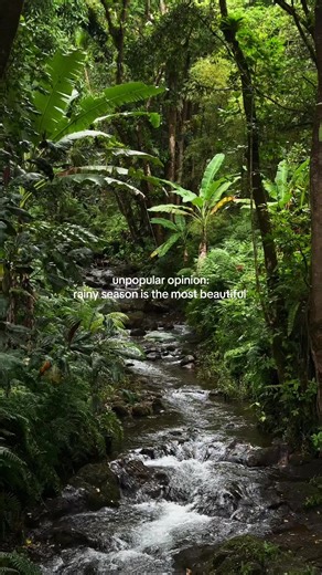 Discovering the Green Beauty of Hilo, Hawaii