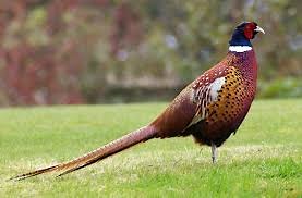 Fun Pheasant Facts for Kids