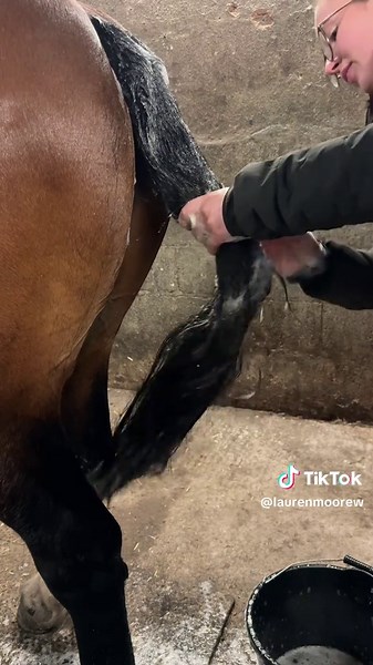How I tidy and shape a native pony tail ✨🐴 Natural finish, no pulling, and keeping that traditional Welsh V shape! Native pony owners… how do you tackle tails? #tailtidy #horsegrooming #horsetrimming #equestrian #amateurequestrian @lincolnhorsecare