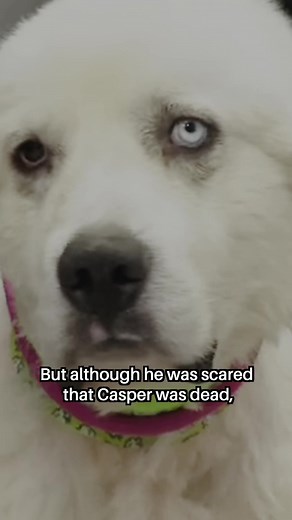 Casper the Great Pyrenees: The Dog Who Fought 11 Coyotes