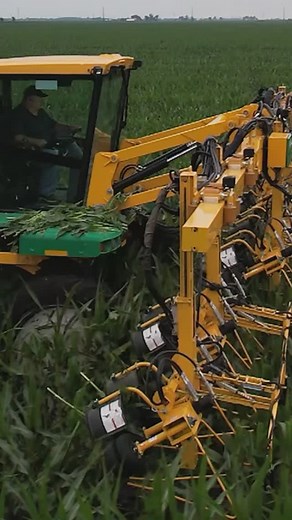 527 reactions · 3 comments | Detasseling - removing corn tassels -...