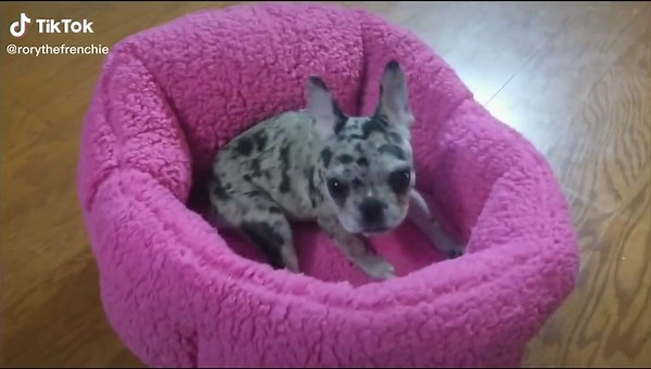 RoryTheFrenchie on TikTok