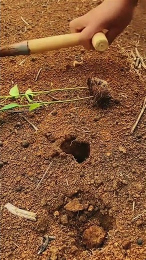Seedling Planting: Dibber Hole Digging and Root Soil Packing Technique 🌱⛏️✨