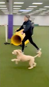 CAN THIS MINI GOLDENDOODLE DOG BEAT THE AGILITY COURSE? 🐕🔥😱