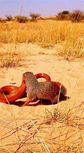 Mongoose vs. Viper - Indian Savannah - #viral #wildlife #animals #mongoose #viper