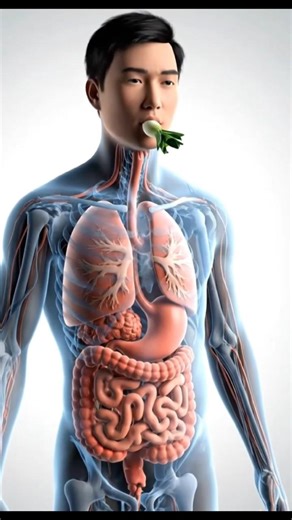 The Science of Eating Leek | 3D Medical Animation