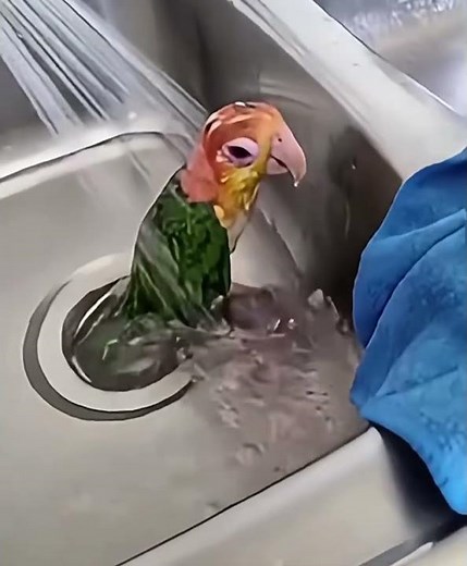 Bird goes in the washing machine