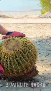 A Creation Born from Cactus Inspiration | 3-Minute Hacks