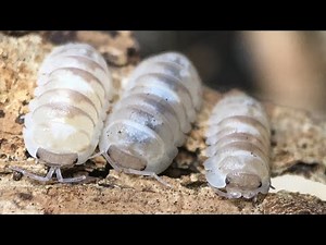 Armadillidium espanyoli ‘Marbelized’ Isopod Care Guide