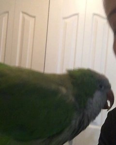 19K views · 2.7K reactions | Today is Milo’s 8th adoption day! Many...