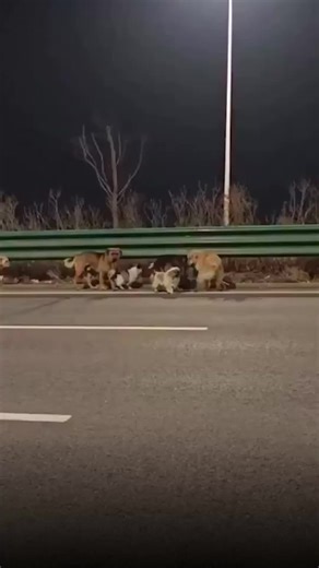 Una historia que parece sacada de una película… pero pasó de verdad 🐶💔 En el noreste de China, siete perros robados lograron escapar de un camión en movimiento y comenzar una travesía épica de regreso a casa. El grupo recorrió cerca de 17 kilómetros durante dos días, avanzando por carreteras y campos, liderados nada menos que por un Corgi 🐕✨ Mientras tanto, el resto protegía a un Pastor Alemán herido, asegurándose de que nadie se quedara atrás. Testigos intentaron ayudarlos, pero los perros s