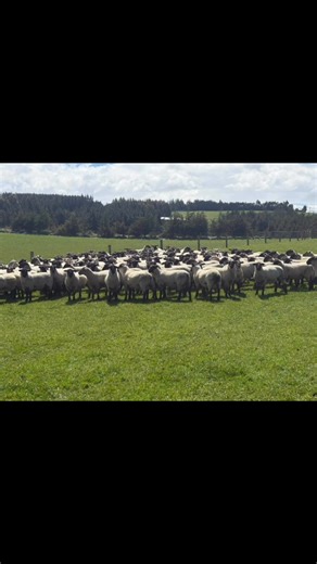 4.4K views · 40 reactions | Bit of Fernvale in the last few weeks. Stud ewes and lambs all tailed up with some pretty good percentages considering the weather they had on their backs over lambing, few yearling bulls heading out the gate , Stud heifer’s all calved and tagged.We’ve got our ram sale day coming up on the 1st & 2nd December, be great to see everyone there . Cheers | Fernvale Genetics | Facebook