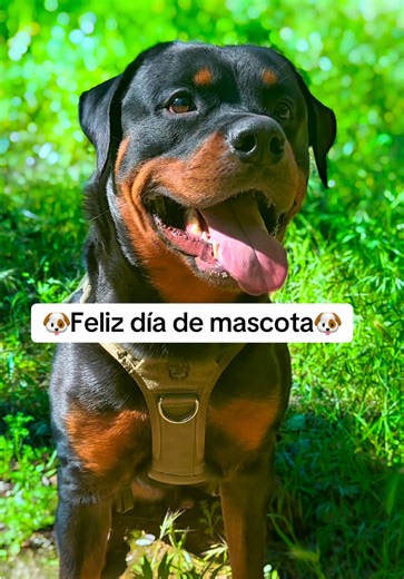 Feliz día de mascota: celebración para tu Rottweiler