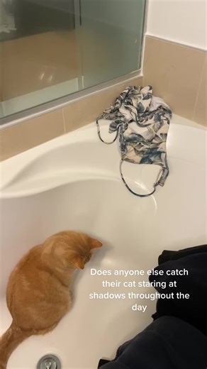 She’s always staring at the wall, ceiling, floor or tub... #cat #catsoftiktok