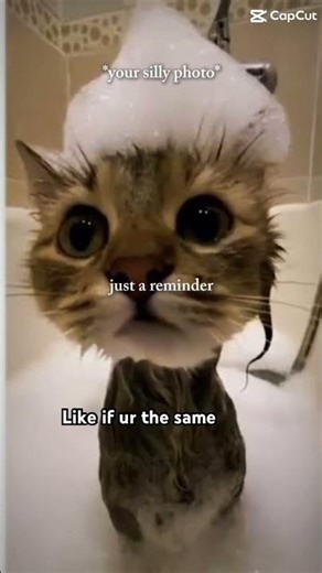 Silly cats lol part one 1️⃣