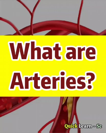 What are Arteries? | Quick Learn Biology #artries #oxygen #haemoglobin #blood #bloodvessels #mazharsaeed #quicklearn #fyp #fypシ #foryou #fotu #foryoupage #forupage #bio #biology #shorts #reels #ad #viral #tiktok #viraltiktok #tiktokviral