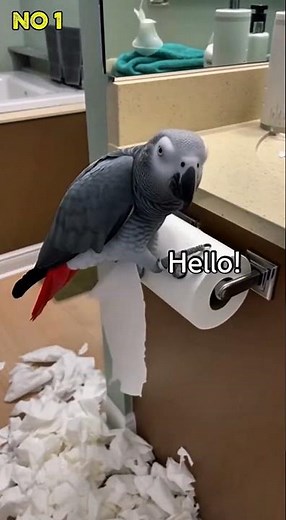 😂 Top 5 Funniest Parrot Moments Ever! 🦜 (You Can't Stop Laughing) #animaltravelai