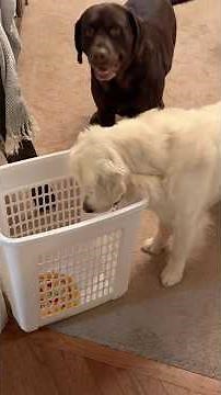 Dumb dog moment 😂 #funny #shorts