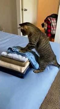 Cute AI Cat Washing Dishes & Doing Laundry Compilation 🐱#AICat #CatVideo #FunnyCat #CuteCat