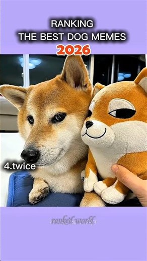 Top 5 the best dog memes now #viralshorts #Shorts