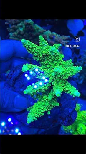 Marine-Cultured SPS Coral from Indonesia #spscoral #acropora #aquarium #reeflife #bpkdubai #marine