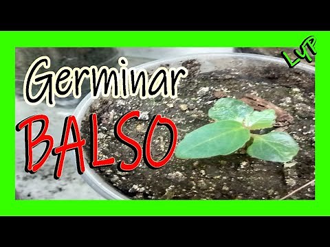 Como germinar BALSO🍂🍃🌿 , Balsa, Ochroma pyramidale Malvaceae, Ceiba, Guano, Corcho Reforestación LyP