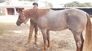 211K views · 3.9K reactions | Genética de Color de los Caballos Cuarto de Milla - Parte 2 de 3 Video completo de la Parte 2, dando click en: https://youtu.be/uGRPhoU_r_A Talabarteria El Caballo Moro #MakeItHappen #SiempreImitadoJamasIgualado Rancho La Corporación | Rancho La Corporación | Facebook